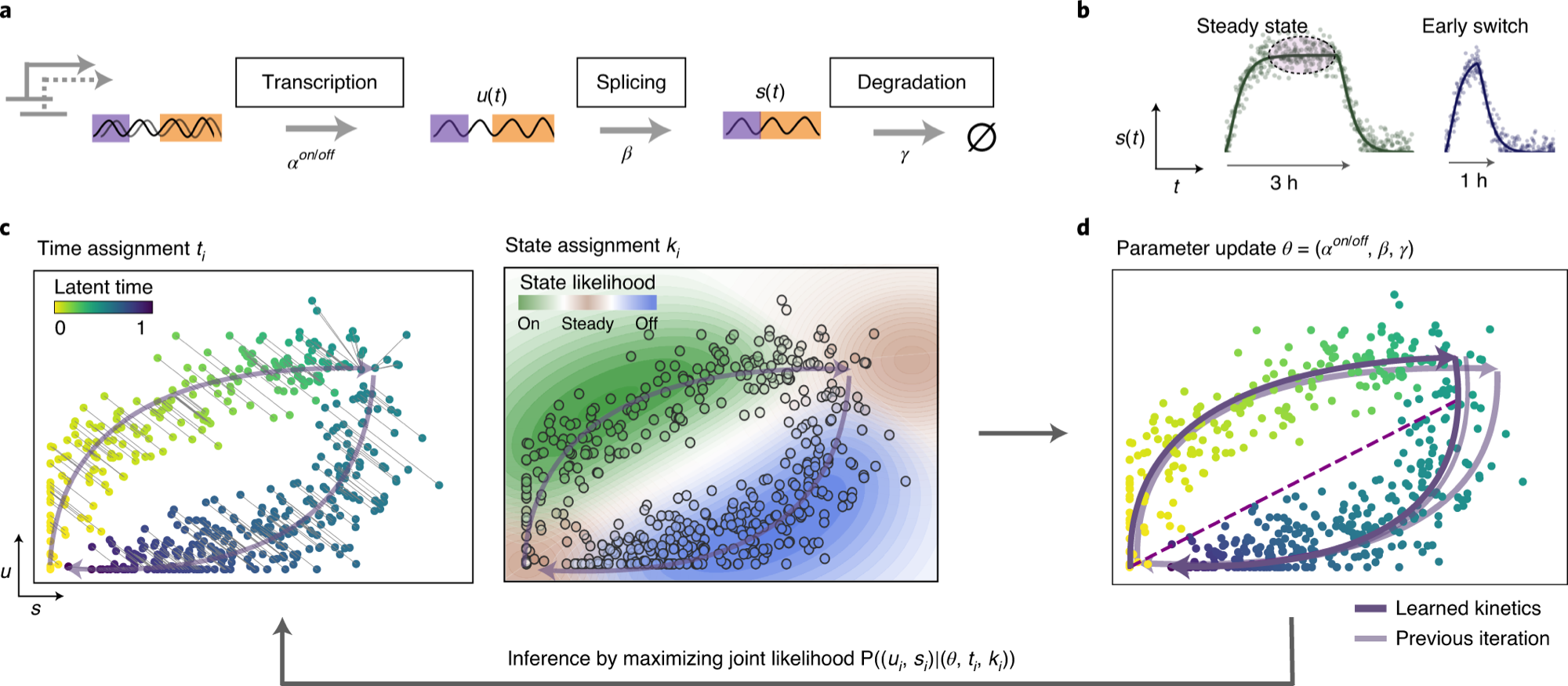 RNA velocity / scVelo — Figure 1. Read the RNA-processing chain, then trace the two arms of the unspliced–spliced phase portrait.