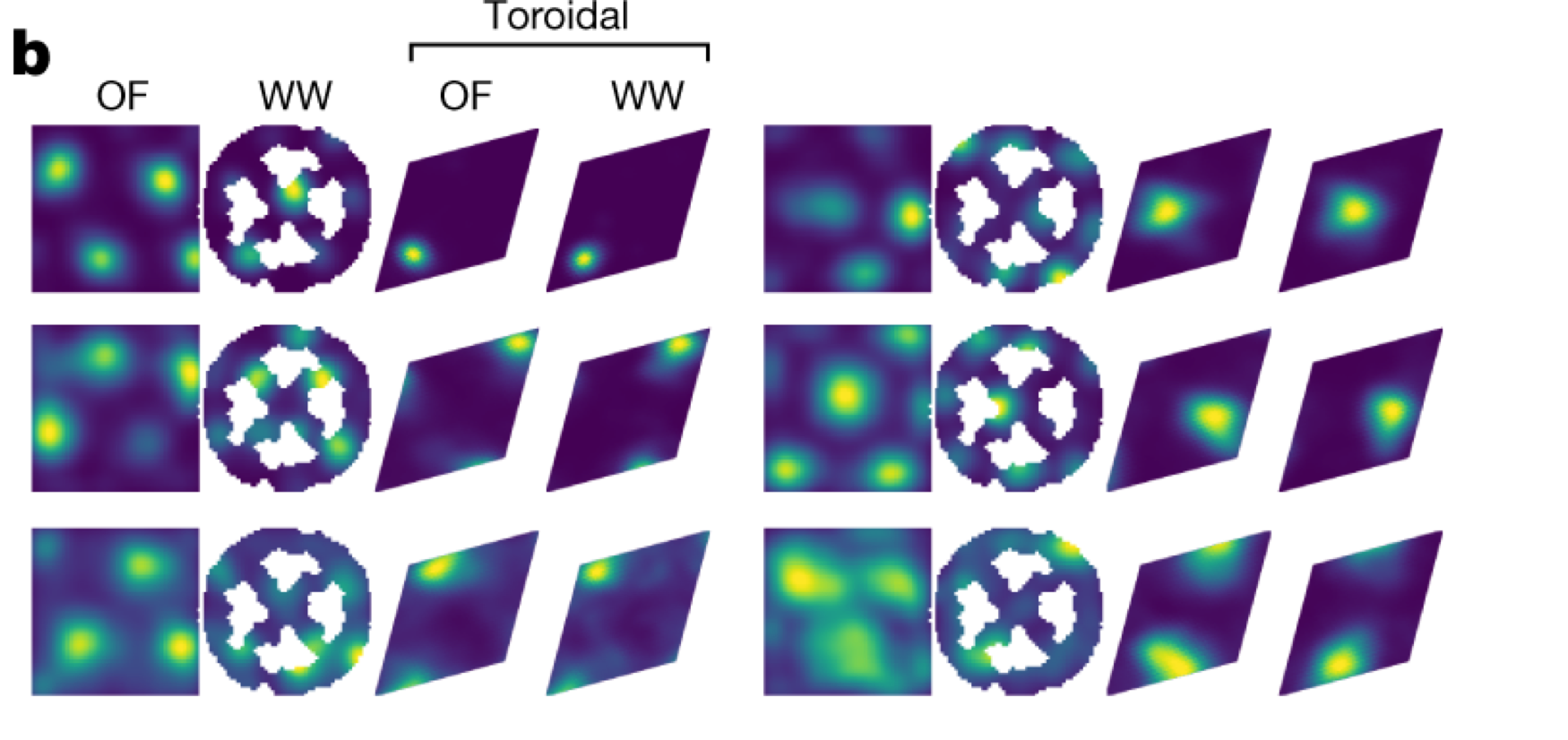 Grid-cell topology — Figure 2a–b. Follow the edge identifications in a; compare repeated physical firing fields with single hotspots in toroidal coordinates in b.