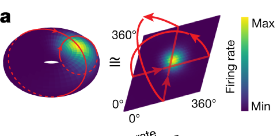 Grid-cell topology — Figure 2a–b. Follow the edge identifications in a; compare repeated physical firing fields with single hotspots in toroidal coordinates in b.