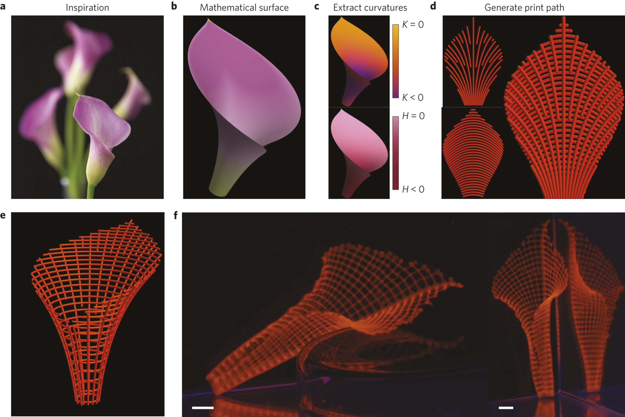 Biomimetic 4D Printing — Figure 4. Move from the natural form in a to its mathematical surface and extracted curvatures in b–c.