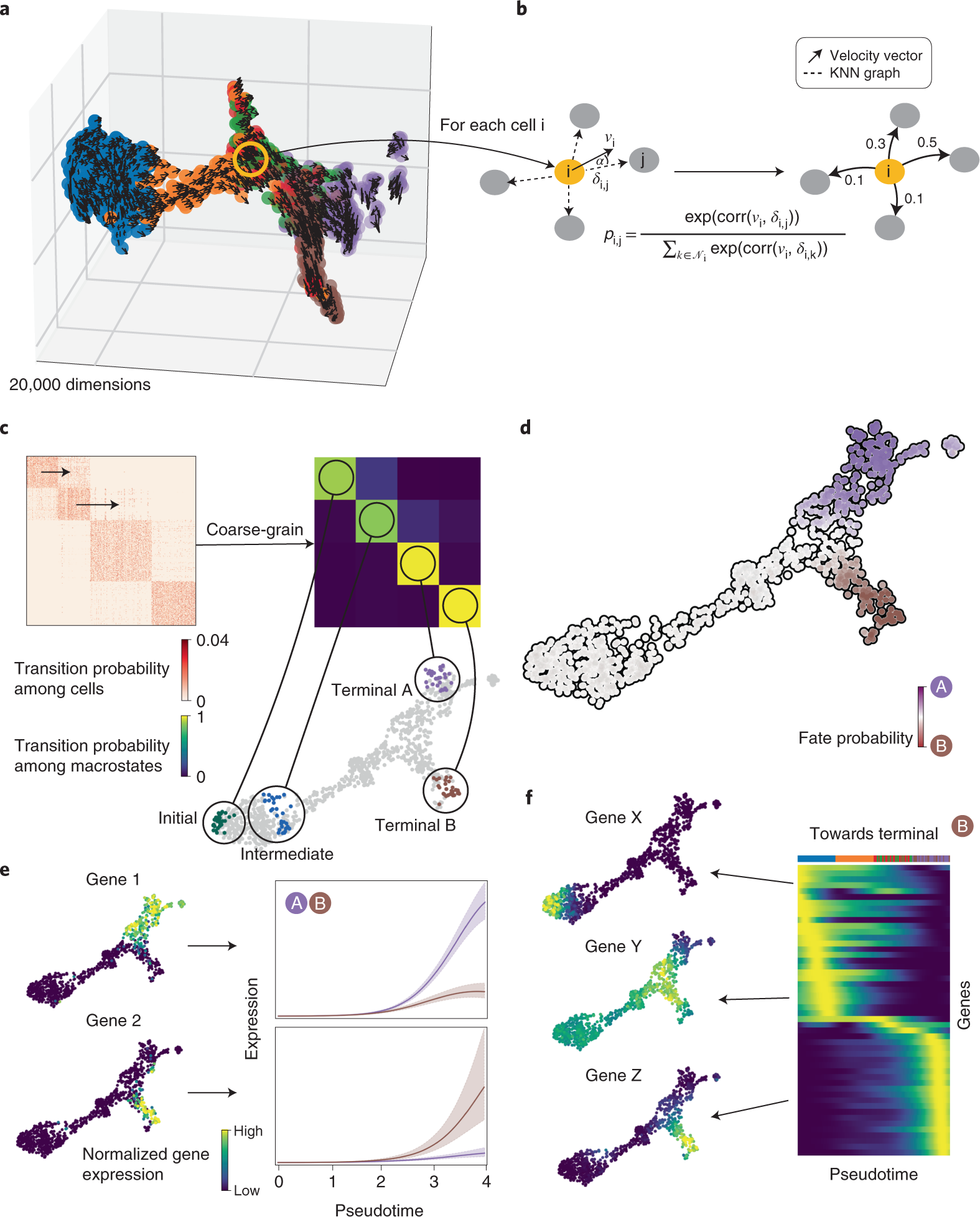 CellRank published figure: local velocities, transitions, macrostates and fate probabilities.