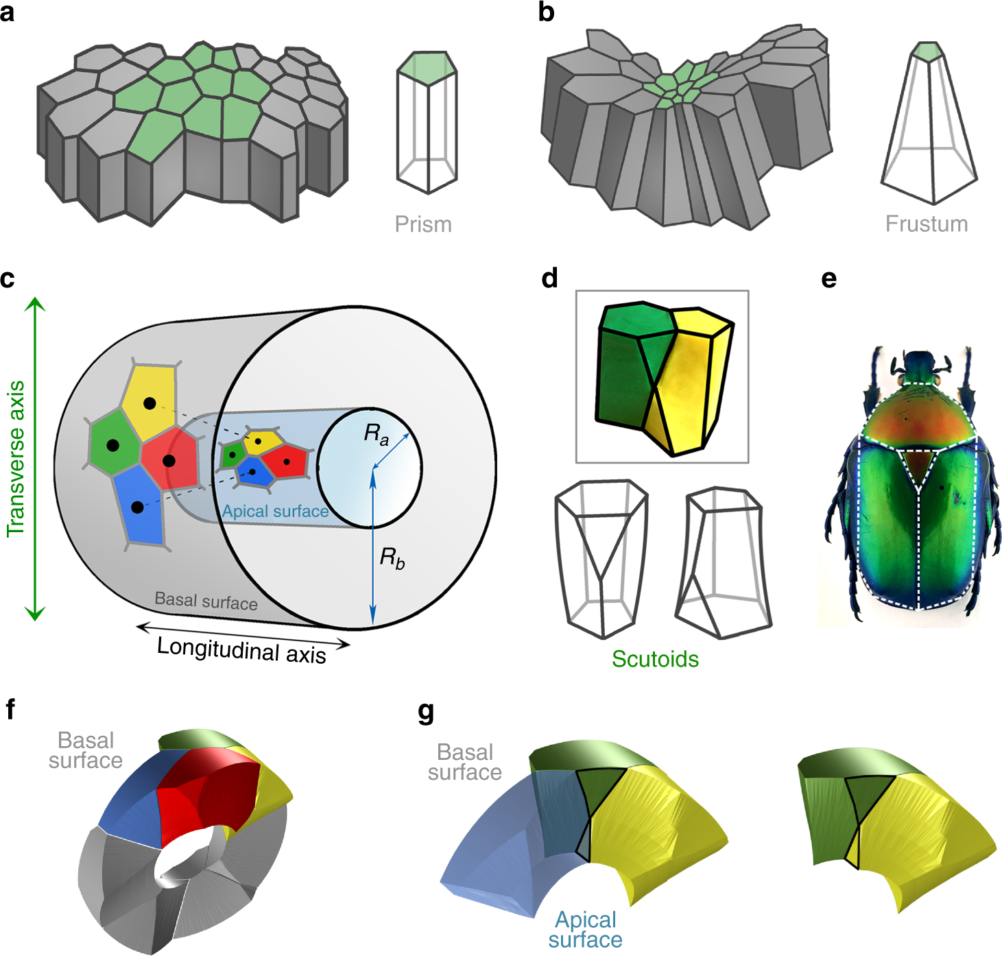Scutoids in Curved Tissue — Figure 1. Compare the prism and frustum assumptions in a–b with the nested apical/basal surfaces in c.